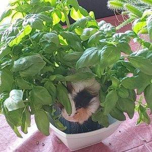 Meet your Posher, Sonia